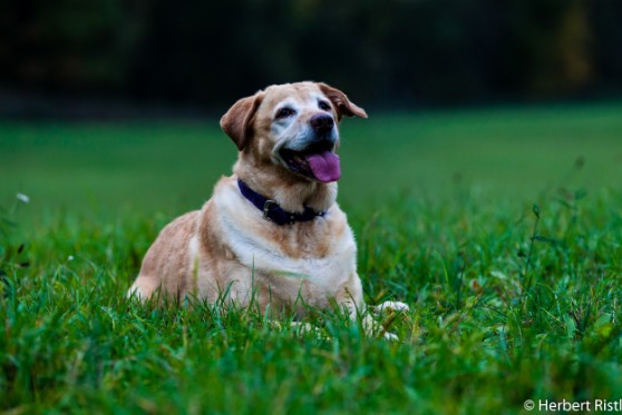 Labrador