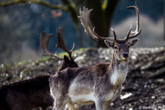 Wildtierpark Gackenbach