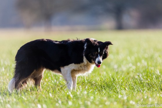 Border Collie