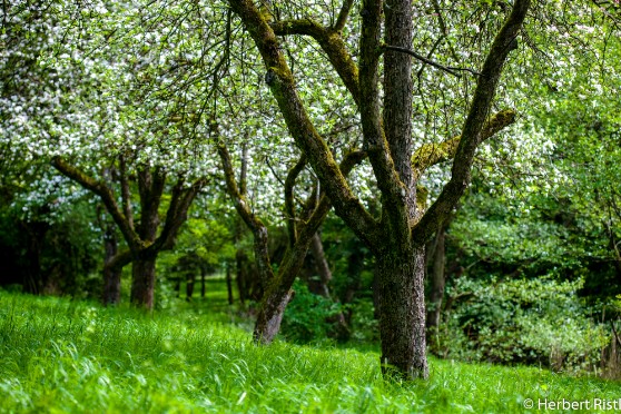 Frühling